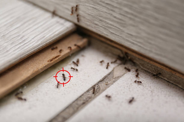 Best Affordable Pest Control Services  in Saylorville, IA