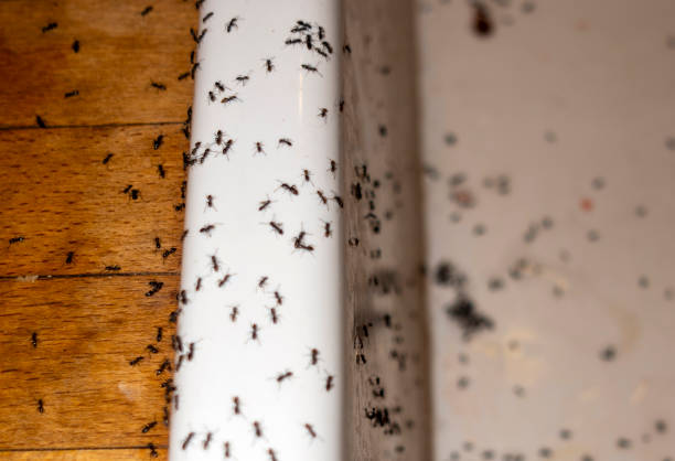 Best Affordable Pest Control Services  in Saylorville, IA