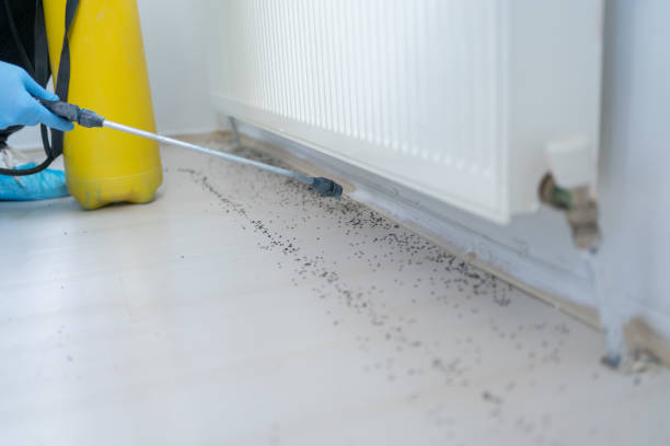 Best Local Pest Control Services  in Saylorville, IA