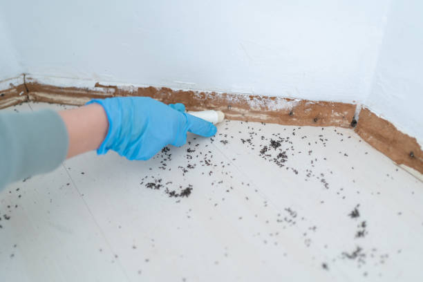 Best Flea Control Services  in Saylorville, IA
